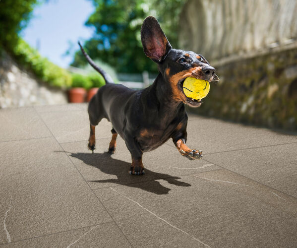 IMO-TRAIL - Crossville Studios