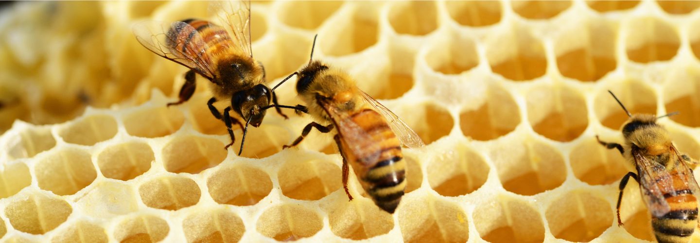 honeycomb with bees